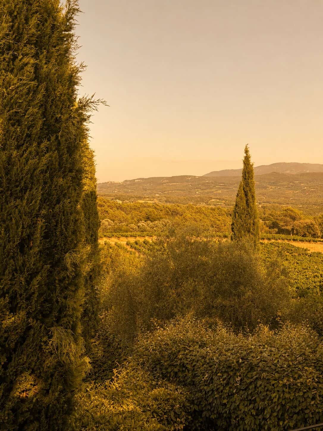 Cyprès